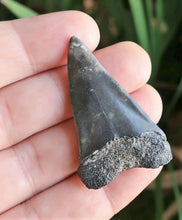 Lade das Bild in den Galerie-Viewer, Extinct Mako Shark Tooth 2 Inches Long Genuine & Unrestored - Isurus Hastalis