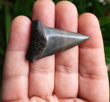 Lade das Bild in den Galerie-Viewer, Extinct Mako Shark Tooth 2 Inches Long Genuine & Unrestored - Isurus Hastalis