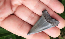 Lade das Bild in den Galerie-Viewer, Extinct Mako Shark Tooth 2 Inches Long Genuine & Unrestored - Isurus Hastalis
