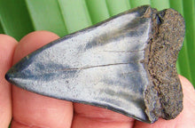 Lade das Bild in den Galerie-Viewer, Extinct Mako Shark Tooth 2 Inches Long Genuine & Unrestored - Isurus Hastalis