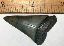 Lade das Bild in den Galerie-Viewer, Extinct Mako Shark Tooth 2 Inches Long Genuine & Unrestored - Isurus Hastalis