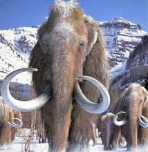 Load image into Gallery viewer, 2g Woolly Mammoth Hair Large Real Fossil Fur Sample Tuft Clump