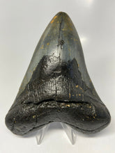 Load image into Gallery viewer, Megalodon Real Extinct Shark Tooth Prehistoric Genuine Large 5" Long