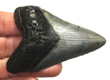 Cargar imagen en el visor de la galería, Megalodon Real Extinct Shark Tooth Genuine Serrado Grande 4" Largo