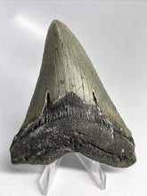 Cargar imagen en el visor de la galería, Megalodon Real Extinct Shark Tooth Genuine Serrado Grande 4" Largo