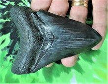 Cargar imagen en el visor de la galería, Megalodon Real Extinct Shark Tooth Genuine Serrado Grande 4" Largo