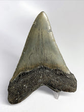 Cargar imagen en el visor de la galería, Megalodon Real Extinct Shark Tooth Genuine Serrado Grande 4" Largo