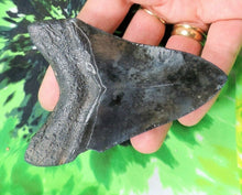 Cargar imagen en el visor de la galería, Megalodon Real Extinct Shark Tooth Genuine Serrado Grande 4" Largo