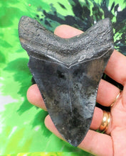 Cargar imagen en el visor de la galería, Megalodon Real Extinct Shark Tooth Genuine Serrado Grande 4" Largo