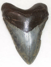 Cargar imagen en el visor de la galería, Megalodon Real Extinct Shark Tooth Genuine Serrado Grande 4" Largo
