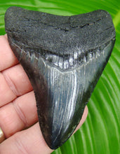 Cargar imagen en el visor de la galería, Megalodon Real Extinct Shark Tooth Genuine Serrado Grande 4" Largo