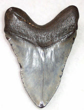 Cargar imagen en el visor de la galería, Megalodon Real Extinct Shark Tooth Genuine Serrado Grande 4" Largo