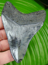 Cargar imagen en el visor de la galería, Megalodon Real Extinct Shark Tooth Genuine Serrado Grande 4" Largo