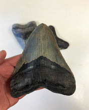 Lade das Bild in den Galerie-Viewer, Megalodon Shark Tooth For Sale Extinct 5 1/2" Real Meg Fossil