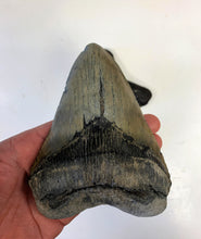 Lade das Bild in den Galerie-Viewer, Megalodon Shark Tooth For Sale Extinct 5 1/2" Real Meg Fossil