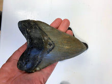 Lade das Bild in den Galerie-Viewer, Megalodon Shark Tooth For Sale Extinct 5 1/2" Real Meg Fossil