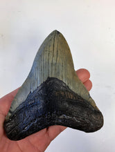 Lade das Bild in den Galerie-Viewer, Megalodon Shark Tooth For Sale Extinct 5 1/2" Real Meg Fossil