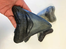Lade das Bild in den Galerie-Viewer, Megalodon Shark Tooth For Sale Extinct 5 1/2" Real Meg Fossil
