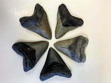 Lade das Bild in den Galerie-Viewer, Megalodon Shark Tooth For Sale Extinct 5 1/2" Real Meg Fossil
