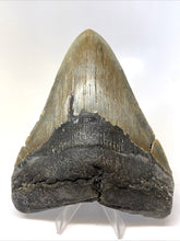 Load image into Gallery viewer, Megalodon Real Extinct Shark Tooth Prehistoric Genuine Large 5" Long