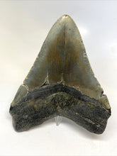 Load image into Gallery viewer, Megalodon Real Extinct Shark Tooth Prehistoric Genuine Large 5" Long