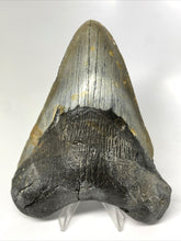 Load image into Gallery viewer, Megalodon Real Extinct Shark Tooth Prehistoric Genuine Large 5" Long