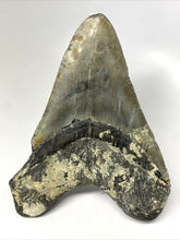 Load image into Gallery viewer, Megalodon Real Extinct Shark Tooth Prehistoric Genuine Large 5" Long