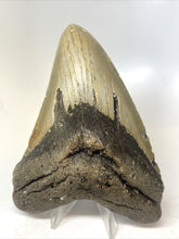 Load image into Gallery viewer, Megalodon Real Extinct Shark Tooth Prehistoric Genuine Large 5" Long