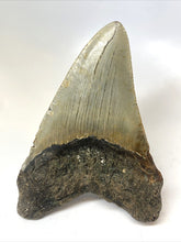 Load image into Gallery viewer, Megalodon Real Extinct Shark Tooth Prehistoric Genuine Large 5" Long