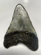 Cargar imagen en el visor de la galería, Megalodon Real Extinct Shark Tooth Genuine Serrado Grande 4" Largo