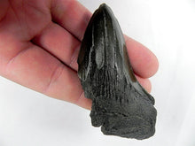 Lade das Bild in den Galerie-Viewer, Megalodon Real Extinct Shark Tooth Partial Half Piece Shard