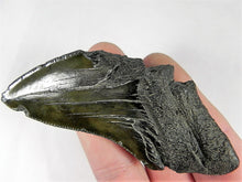 Lade das Bild in den Galerie-Viewer, Megalodon Real Extinct Shark Tooth Partial Half Piece Shard