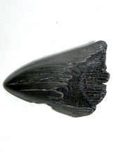 Lade das Bild in den Galerie-Viewer, Megalodon Real Extinct Shark Tooth Partial Half Piece Shard