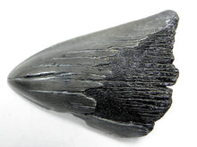 Lade das Bild in den Galerie-Viewer, Megalodon Real Extinct Shark Tooth Partial Half Piece Shard