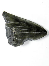 Lade das Bild in den Galerie-Viewer, Megalodon Real Extinct Shark Tooth Partial Half Piece Shard