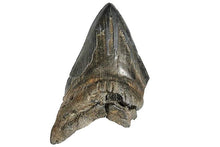 Lade das Bild in den Galerie-Viewer, Megalodon Real Extinct Shark Tooth Partial Half Piece Shard