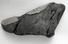 Lade das Bild in den Galerie-Viewer, Megalodon Real Extinct Shark Tooth Partial Half Piece Shard
