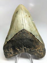 Load image into Gallery viewer, Megalodon Real Extinct Shark Tooth Prehistoric Genuine Large 5" Long