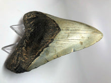Load image into Gallery viewer, Megalodon Real Extinct Shark Tooth Prehistoric Genuine Large 5" Long