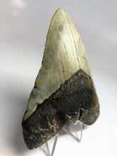 Load image into Gallery viewer, Megalodon Real Extinct Shark Tooth Prehistoric Genuine Large 5" Long
