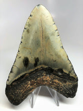 Load image into Gallery viewer, Megalodon Real Extinct Shark Tooth Prehistoric Genuine Large 5" Long