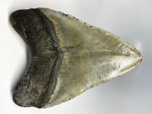 Load image into Gallery viewer, Megalodon Real Extinct Shark Tooth Prehistoric Genuine Large 5" Long
