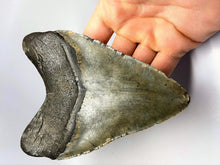 Load image into Gallery viewer, Megalodon Real Extinct Shark Tooth Prehistoric Genuine Large 5" Long