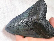 Load image into Gallery viewer, Megalodon Real Extinct Shark Tooth Prehistoric Genuine Large 5" Long