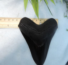 Load image into Gallery viewer, Megalodon Shark Tooth Replica Large 5 Inches Long Black Resin Model