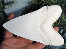 Lade das Bild in den Galerie-Viewer, Megalodon Shark Tooth White Huge Replica Large 7 Inches Long
