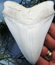 Load image into Gallery viewer, Megalodon Shark Tooth Replica Large 5 Inches Long White Resin Model