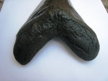 Load image into Gallery viewer, Megalodon Shark Tooth Replica 3 Inches Long Black Resin Model