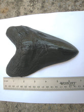 Load image into Gallery viewer, Megalodon Giant Shark Tooth Huge Replica Large 7 Inches Long