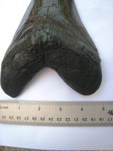 Load image into Gallery viewer, Megalodon Giant Shark Tooth Huge Replica Large 7 Inches Long